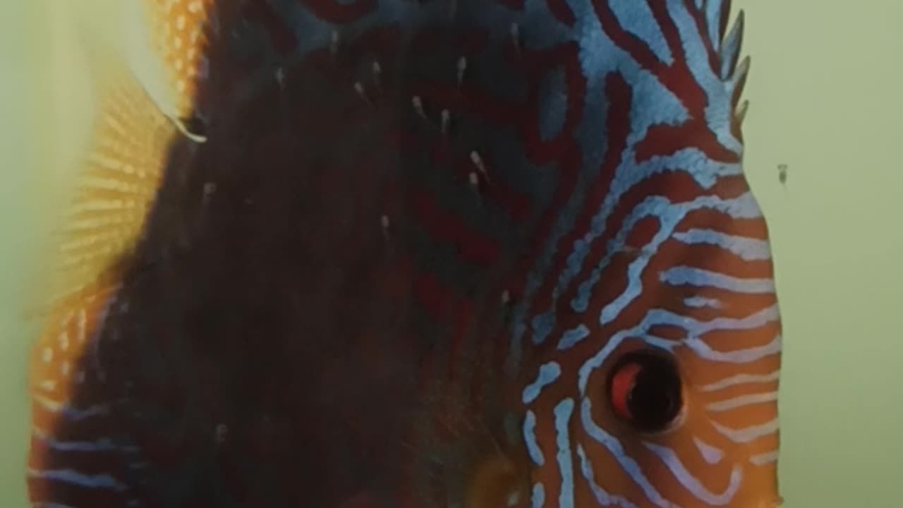 Breeding discus fish