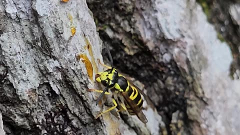 Yellowjacket drinks up sweet moth bait