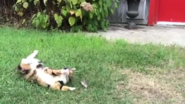 Watch funny cats with mice