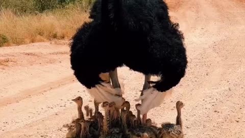 Male ostrich providing shelter from the heat