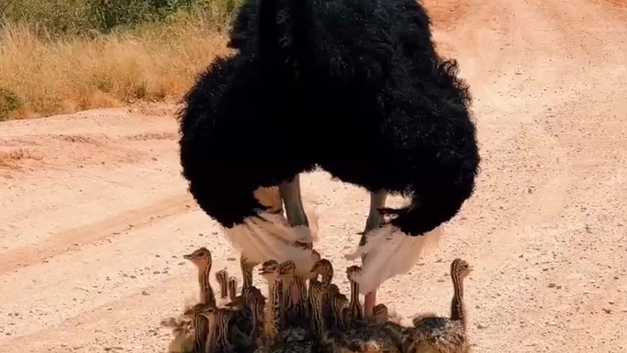 Male ostrich providing shelter from the heat
