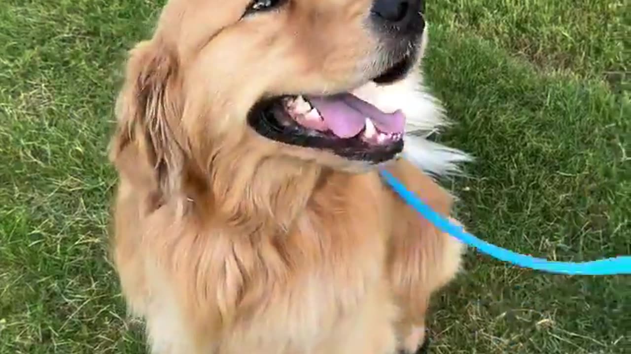 Cute Dog Video :)