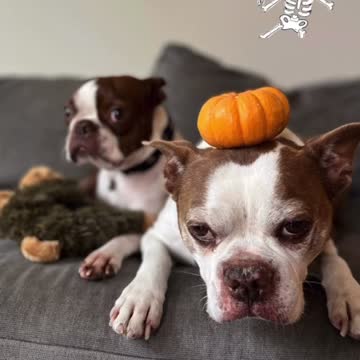 Boston Terrier Halloween