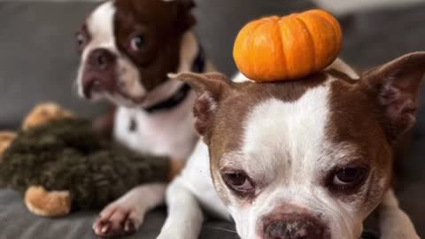 Boston Terrier Halloween