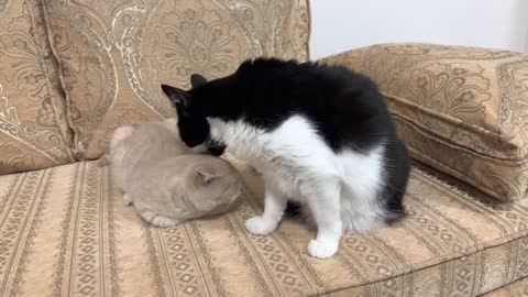 Cat Lovingly Grooms Kitten