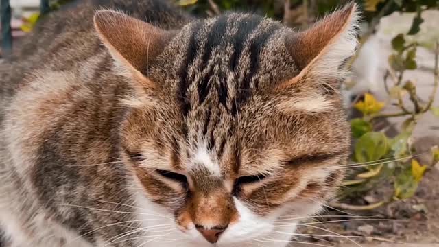Video of a Outdoor Cat