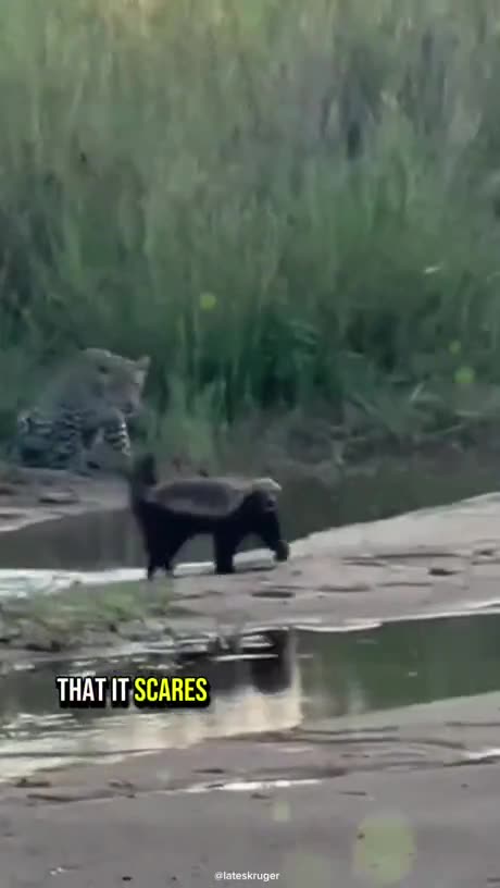 Interesting things All about this animal || Someone's know name please comment