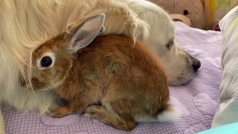 Amazing Love Between Dog and Rabbit - Cutest Video Ever