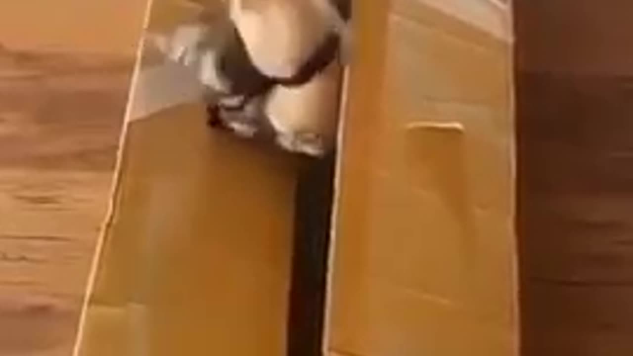 🐱Funny_cat_fails_try_to_not_laugh_shorts😀Cats