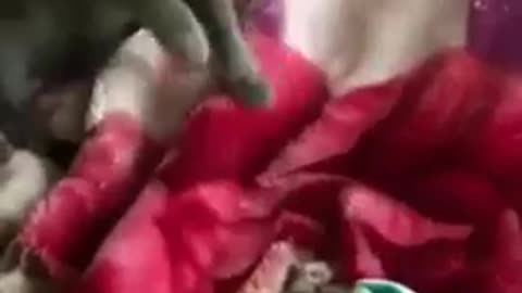 Funny animal