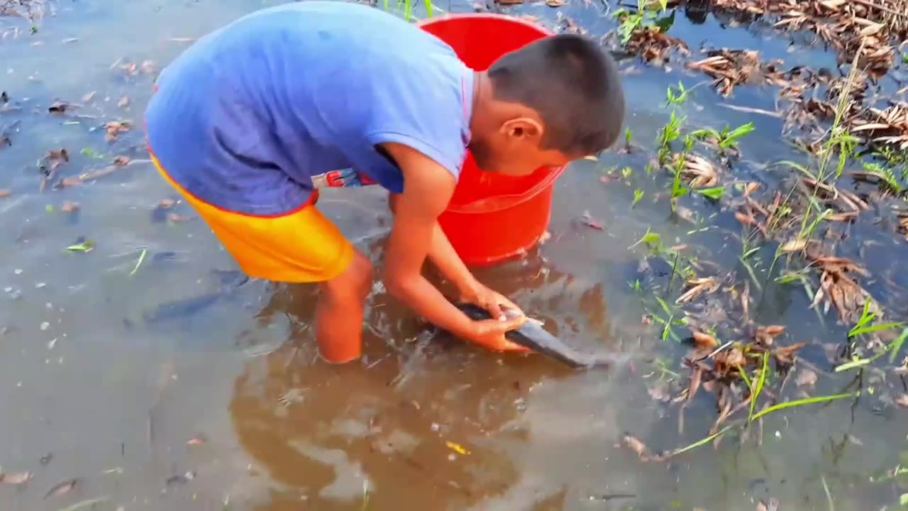 Small boy catching big fish!unbelievable catching carp fish in pond!