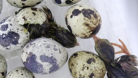 Flock it Farm: Watch baby quail hatch