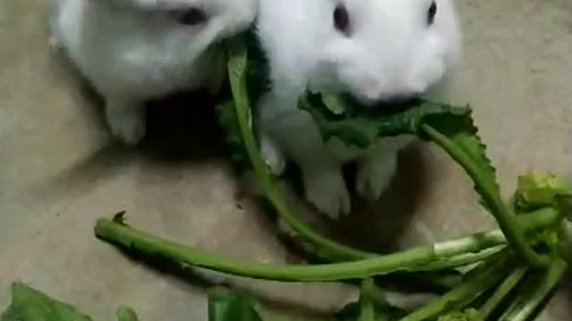 1 Minute Compilation of Cute & Funny rabit