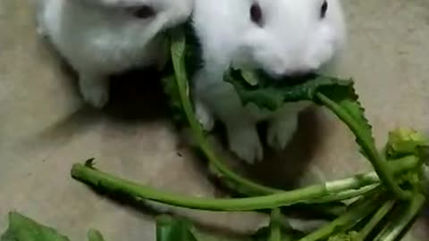 1 Minute Compilation of Cute & Funny rabit