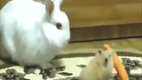 Funny animals videos