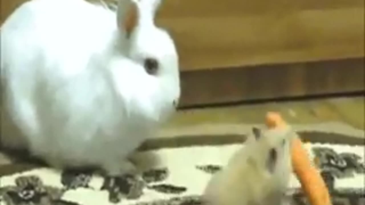 Funny animals videos