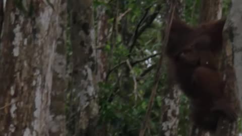 The mom and baby orangutan relationship structure is beyond adorable 🦧 Smithsonian Channel