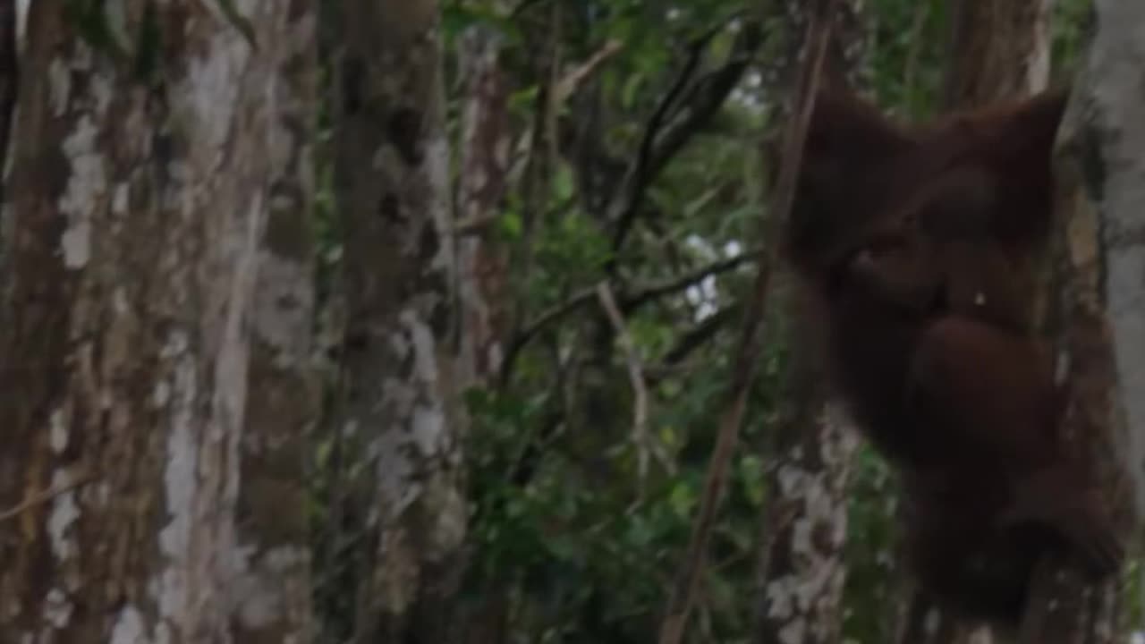 The mom and baby orangutan relationship structure is beyond adorable 🦧 Smithsonian Channel