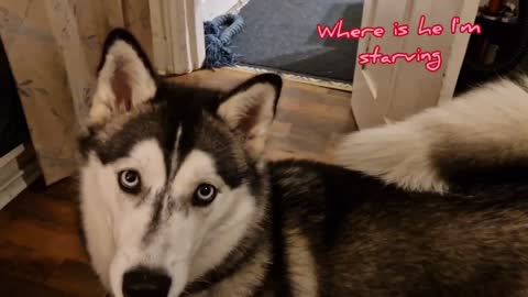 Echo The Husky - Where is Sean with my dinner