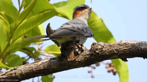 Small BIRDS 8K ULTRA HD with Names and Sounds. Mrizhanwaqas143