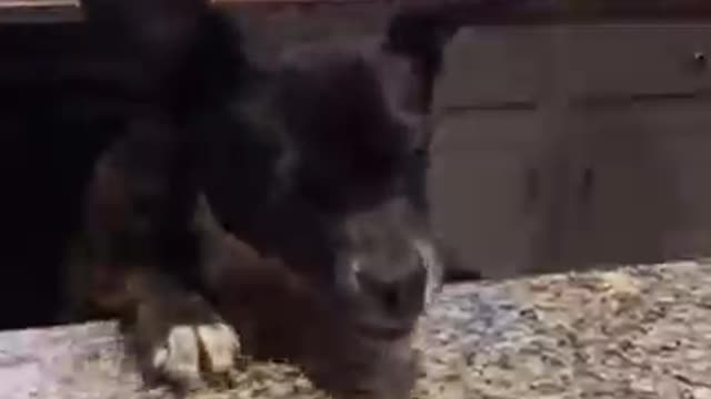 That Face 🐶 - Funny Dog Videos 2021 😂