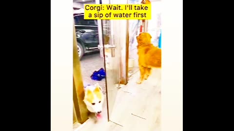 Pet's animals funny Varel video 📹 🤣 😂 😆