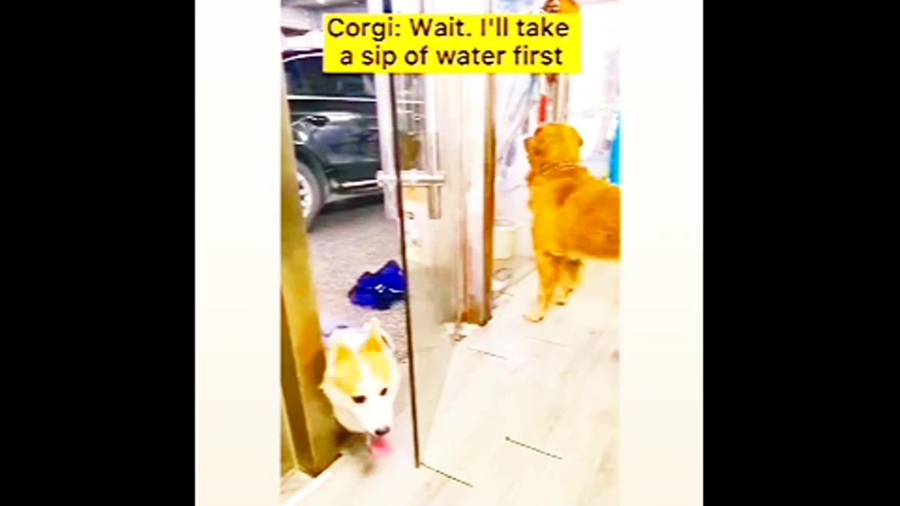 Pet's animals funny Varel video 📹 🤣 😂 😆