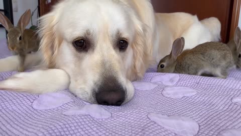 Baby Bunnies Show their Love to the Golden Retriever