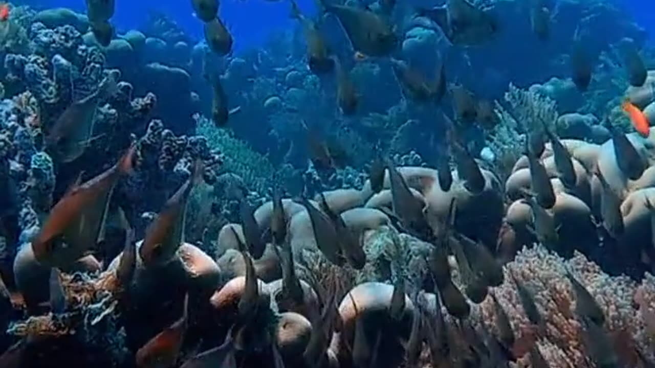 **Diving in Sharm El Sheikh**