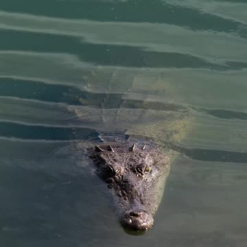 AMERICAN CROCODILE "Crocodylus Acutus"