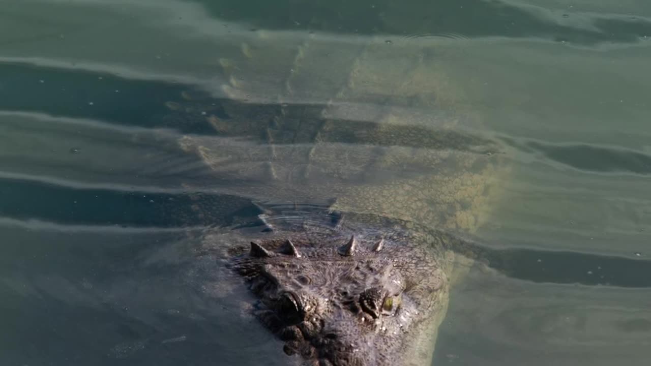 AMERICAN CROCODILE "Crocodylus Acutus"