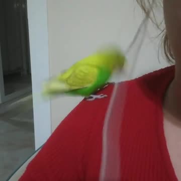 The love bird stands on its owner's shoulder and plays with cable