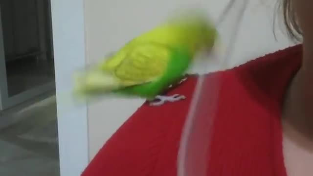 The love bird stands on its owner's shoulder and plays with cable
