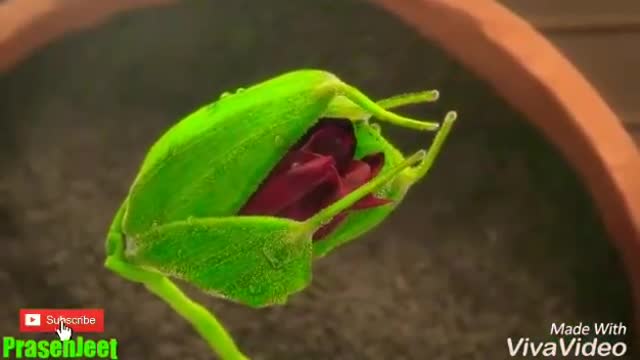 3d 🌷 Flower Blooming 🤗 So Satisfying status Video for whatsapp By Prasenjeet Meshram top status