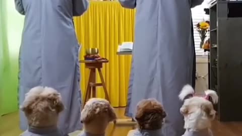 Religious Dogs