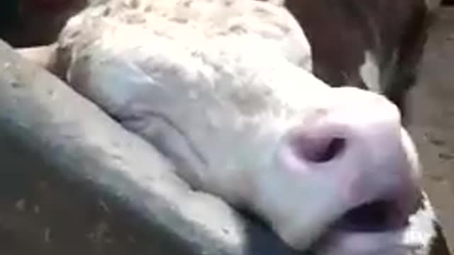 Cows sometimes snore when they sleep