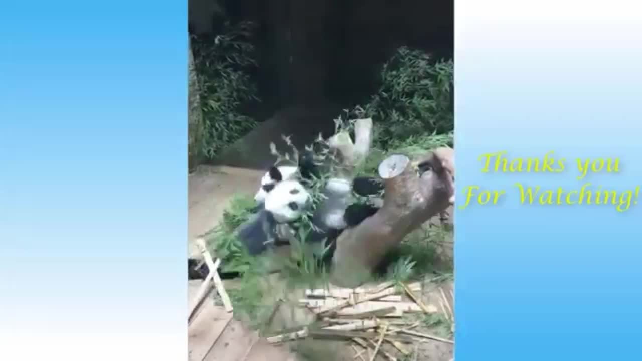 Cute Pets And FunnyAnimals Compilation Pets Garden