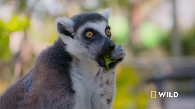 Lemurs Baby and Shower | Zoo Secrets | Nat Geo WILD Source