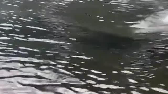 Crocodile Speed