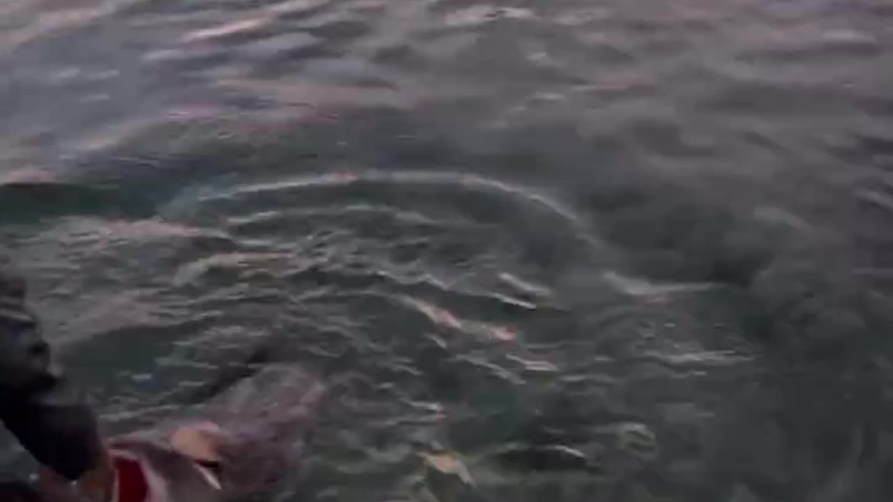 Sharks at the Marina