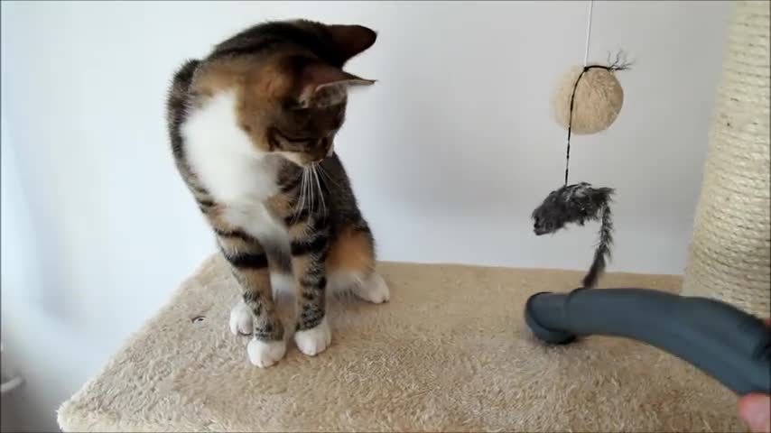 Kitten + Cat = Fun 2