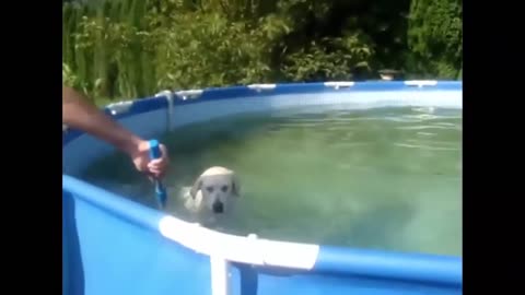 Dogs Swimming