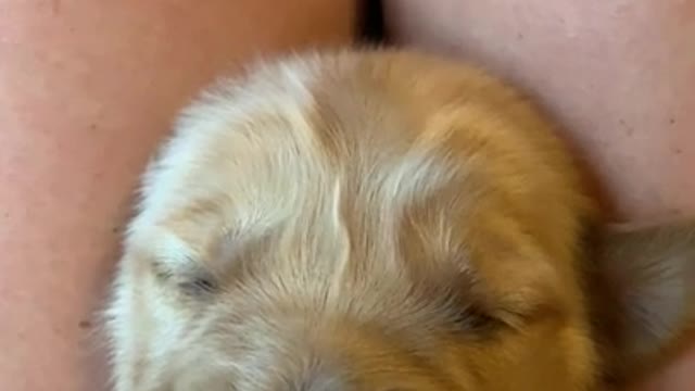 If you can not see this, because then you will fall in love with it