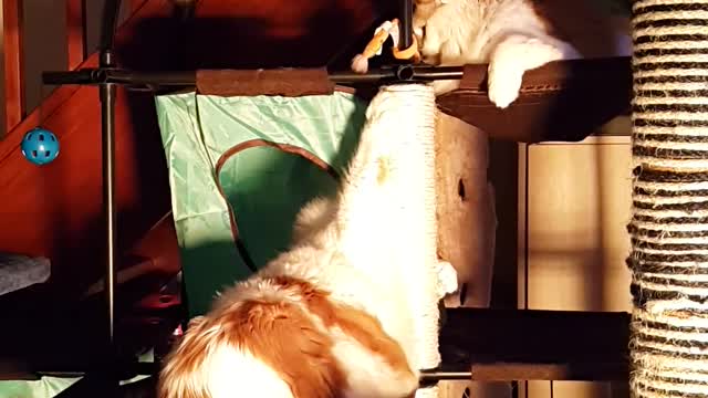 Is It Slapsgiviving Already?! Cats Play Fight on Cat Tree