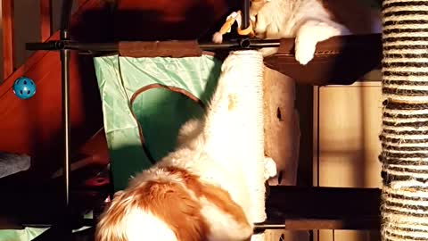 Is It Slapsgiviving Already?! Cats Play Fight on Cat Tree