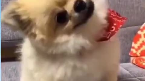 Cute dog with funny reactions