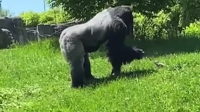 Giant Silver Back Gorilla Genty pets groundhog