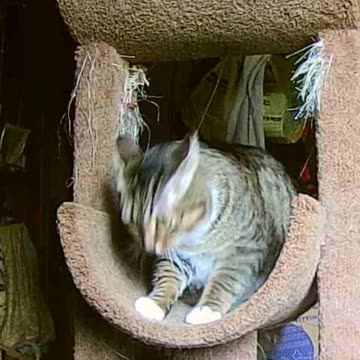 EA S32 - Paranoid Cat