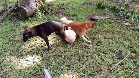 Dogs- Fighting