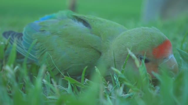 How a beautiful birds can make you relax